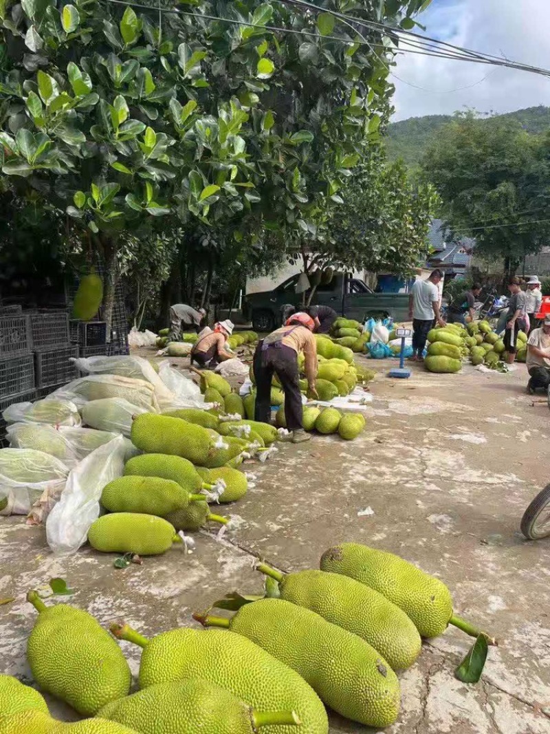 云南西双版纳菠萝蜜大量上市对接市场超市电商加工厂
