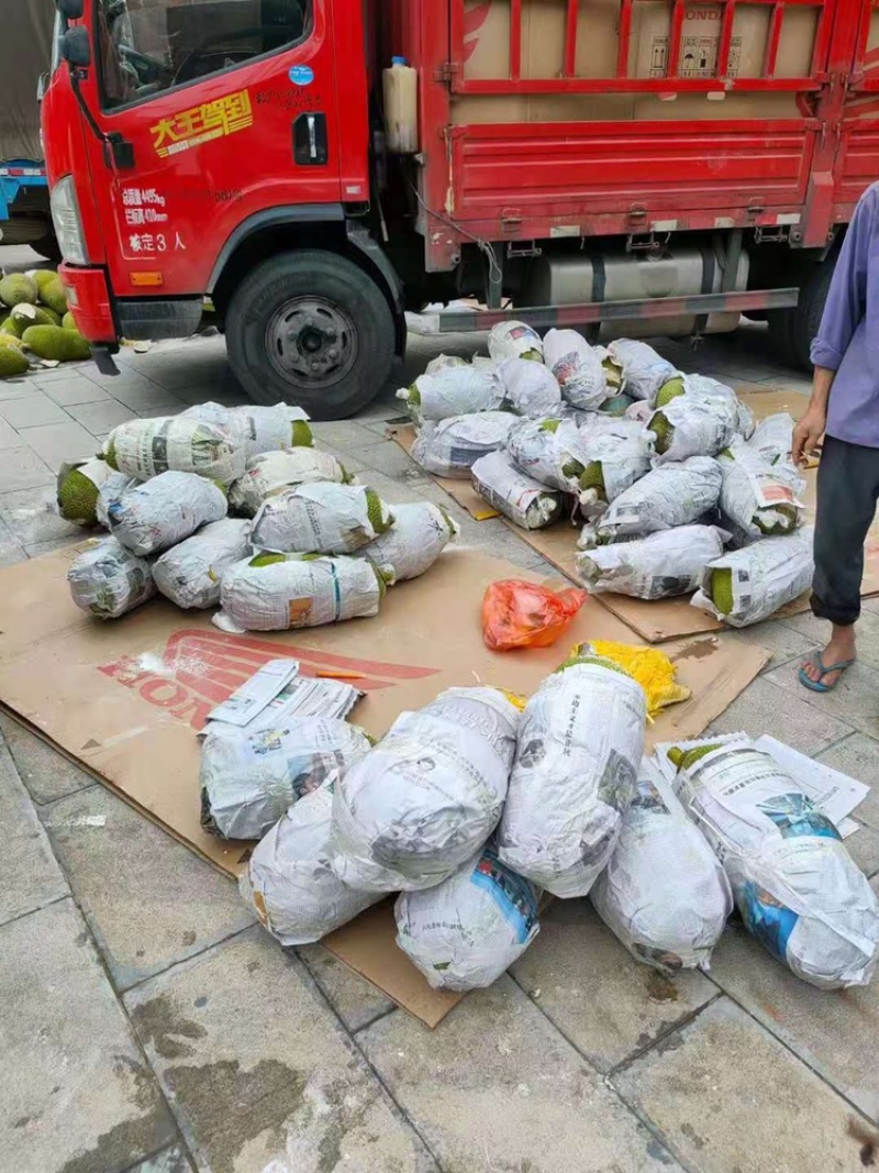 云南西双版纳菠萝蜜大量上市对接市场超市电商加工厂