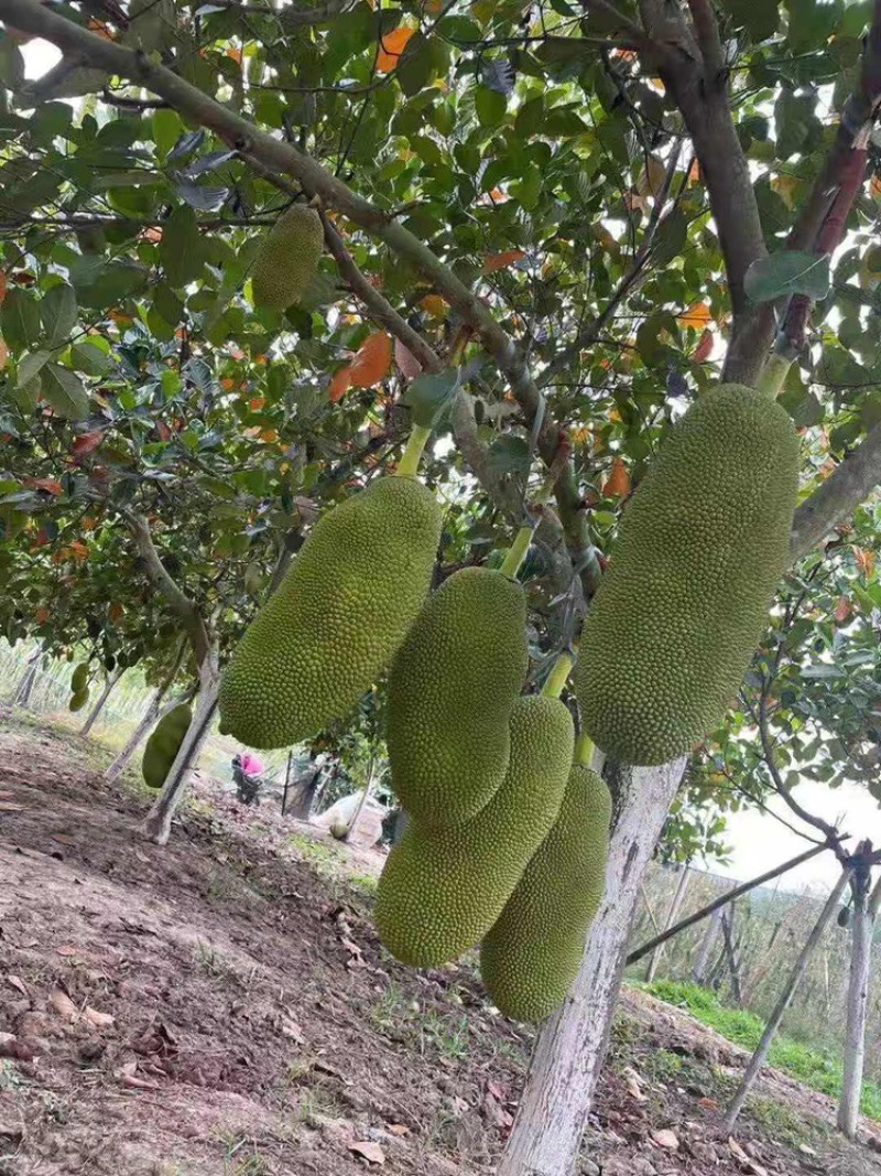 云南西双版纳菠萝蜜大量上市对接市场超市电商加工厂