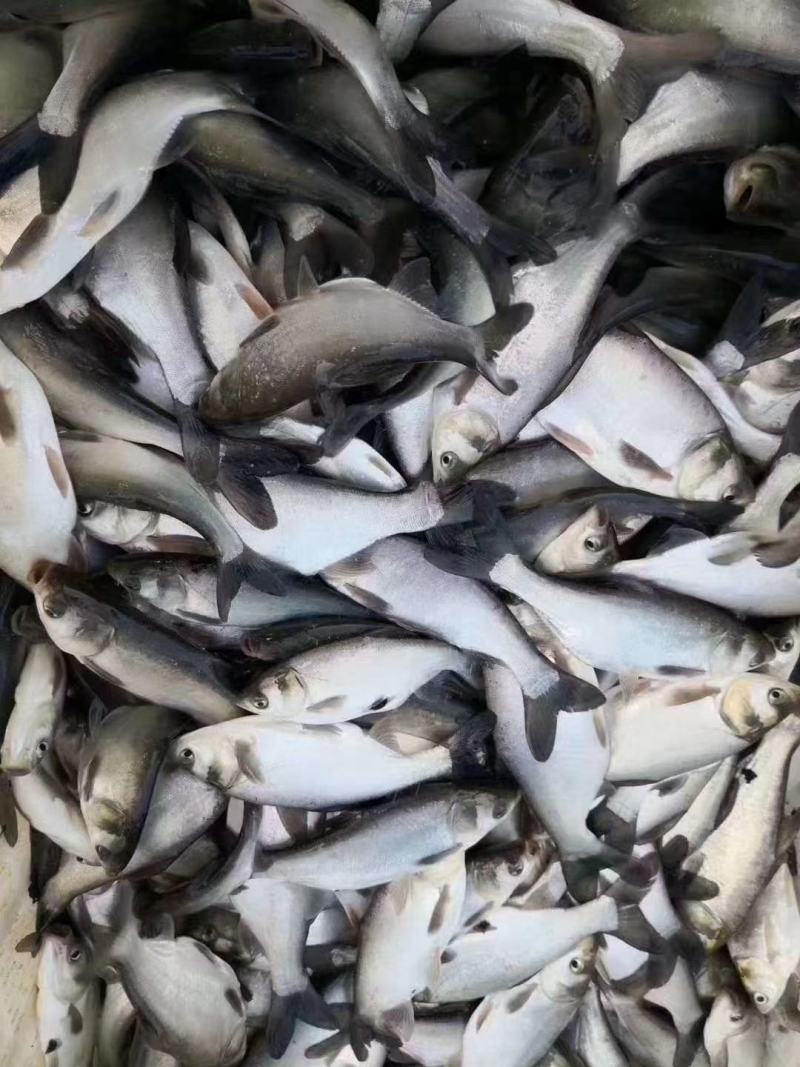 出售鱼苗夏花，价格便宜