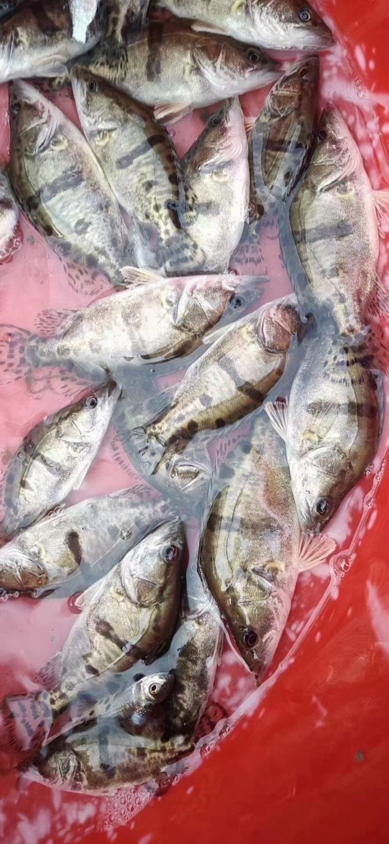 出售鱼苗夏花，价格便宜