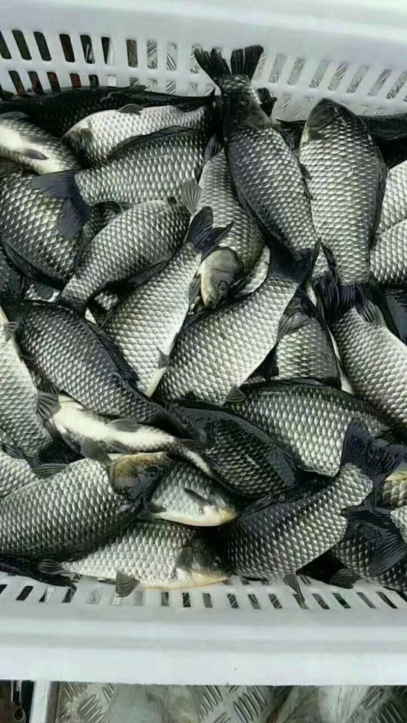 出售鱼苗夏花，价格便宜