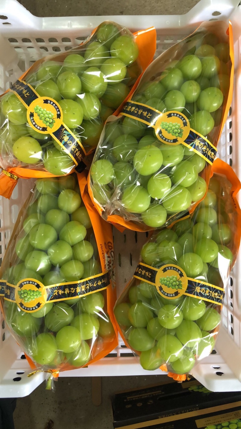 阳光玫瑰葡萄大量出货
