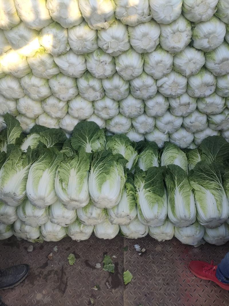 大白菜便宜卖了
