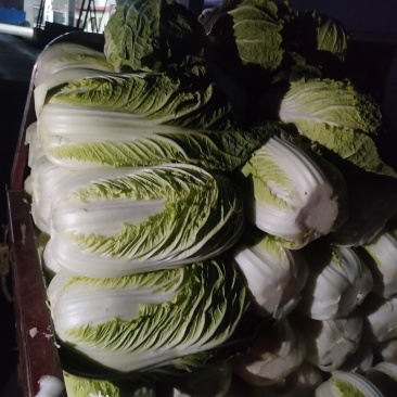 大白菜便宜卖了