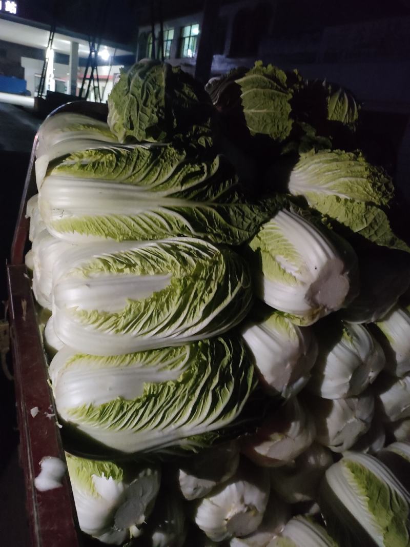 大白菜便宜卖了