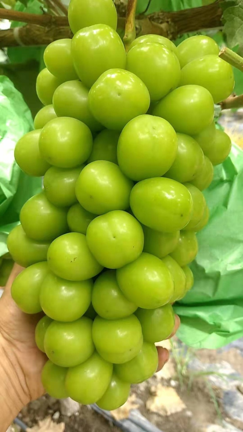 阳光玫瑰即将开园欢迎广大采购商前来洽谈