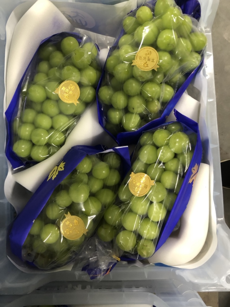 阳光玫瑰即将开园欢迎广大采购商前来洽谈