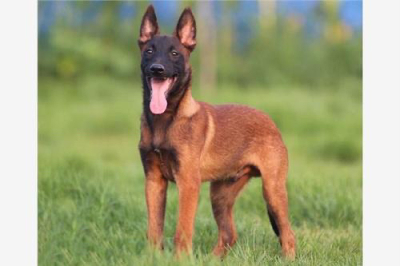 爆红马犬幼犬纯种双血统马犬红马犬黄马犬看家护院大型犬