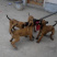 爆红马犬幼犬纯种双血统马犬红马犬黄马犬看家护院大型犬