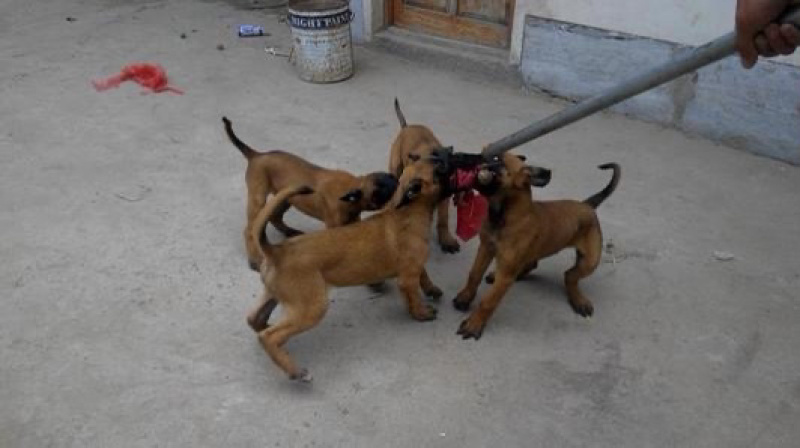爆红马犬幼犬纯种双血统马犬红马犬黄马犬看家护院大型犬