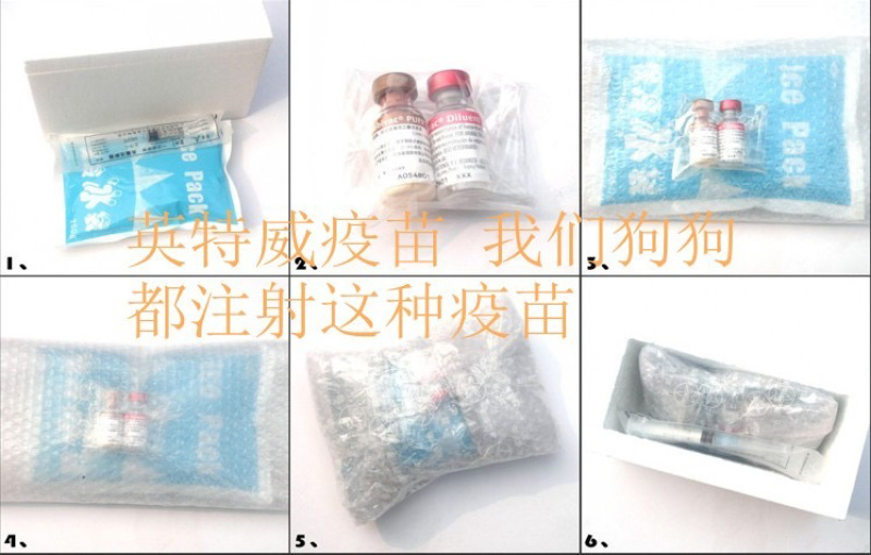 爆红马犬幼犬纯种双血统马犬红马犬黄马犬看家护院大型犬
