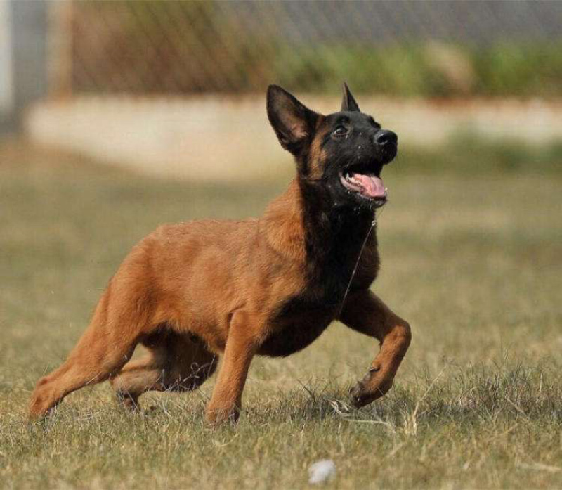 爆红马犬幼犬纯种双血统马犬红马犬黄马犬看家护院大型犬