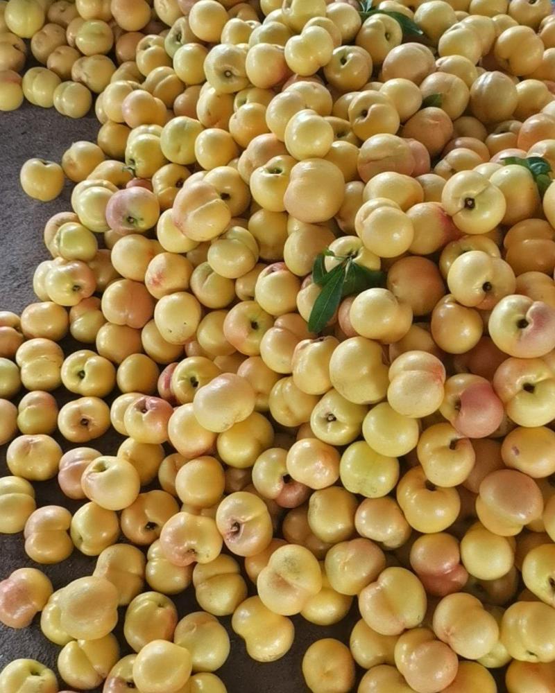 大连陆地黄油桃陆续有货有需要的可以联系大量