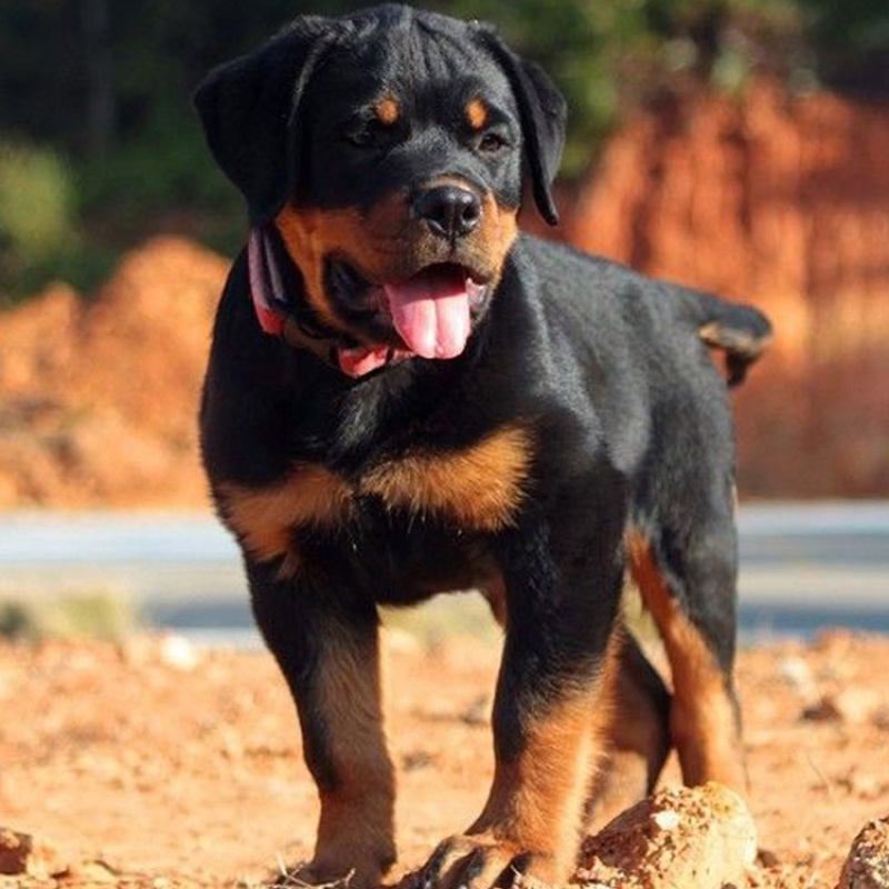 罗威纳幼犬纯种德系罗威纳大型护卫犬宠物狗狗