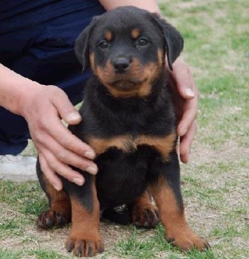 罗威纳幼犬纯种德系罗威纳大型护卫犬宠物狗狗
