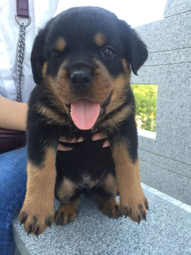 罗威纳幼犬纯种德系罗威纳大型护卫犬宠物狗狗