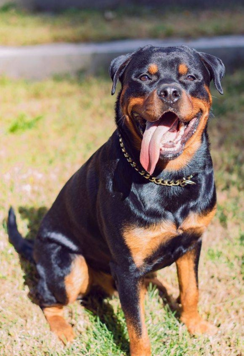 罗威纳幼犬纯种德系罗威纳大型护卫犬宠物狗狗