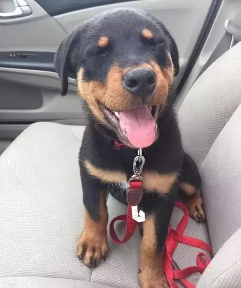 罗威纳幼犬纯种德系罗威纳大型护卫犬宠物狗狗