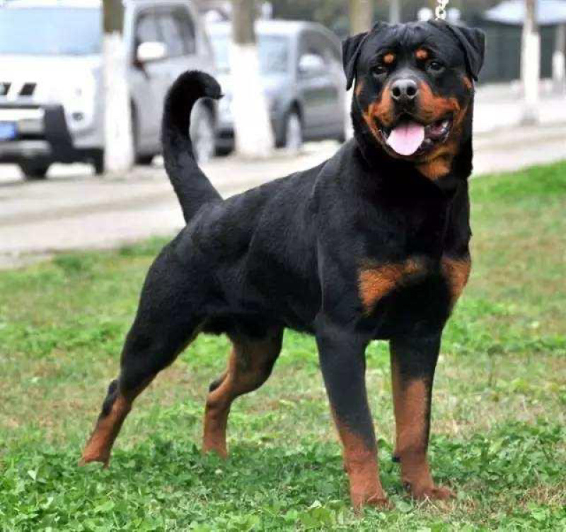 罗威纳幼犬纯种德系罗威纳大型护卫犬宠物狗狗
