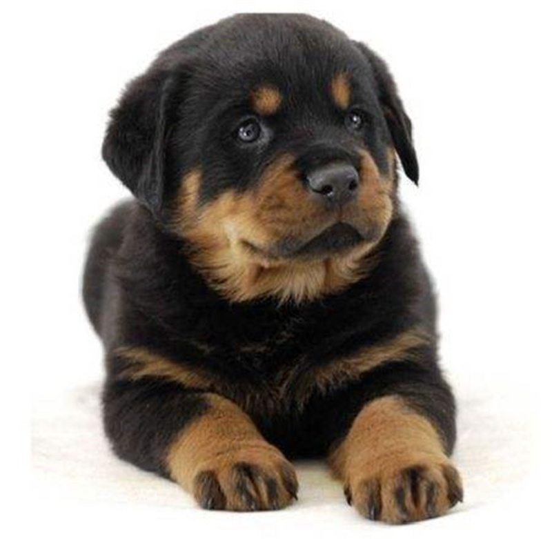 罗威纳幼犬纯种德系罗威纳大型护卫犬宠物狗狗