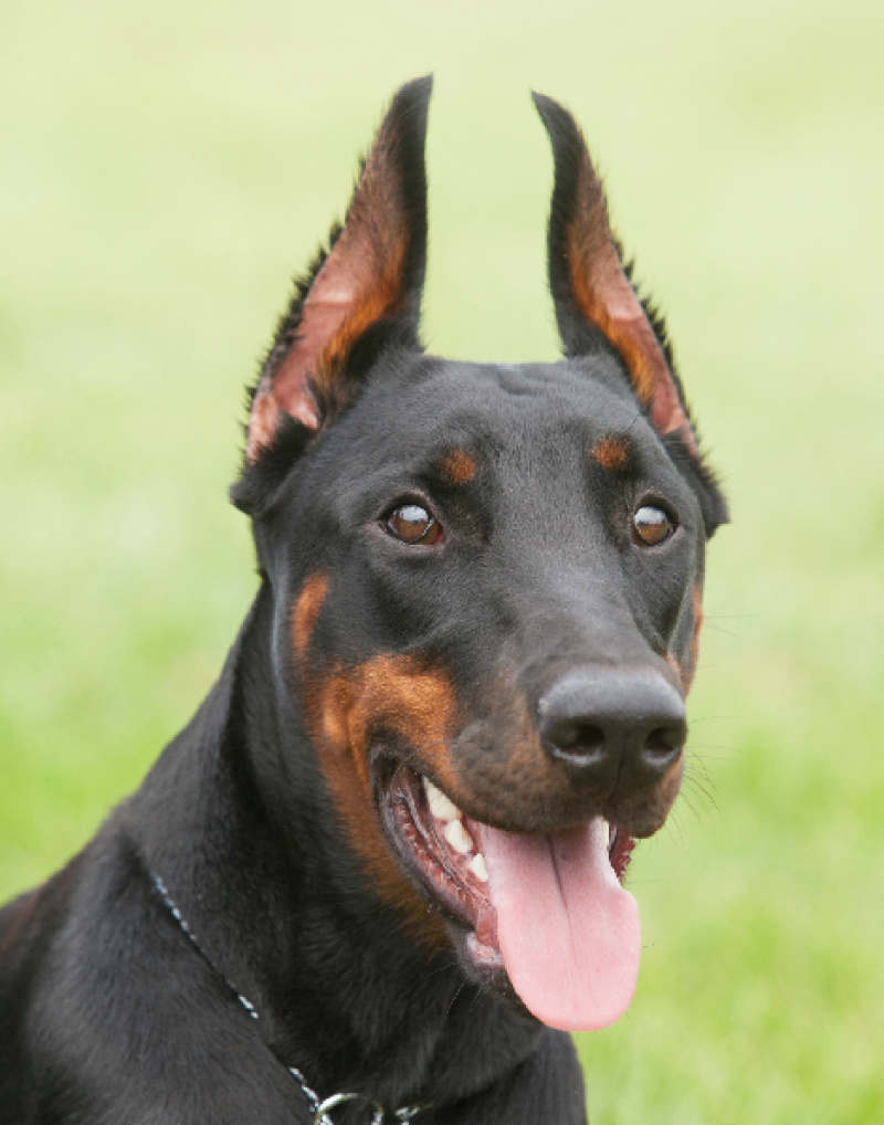 杜宾犬幼犬纯种德系美系大骨架杜宾犬活体宠物犬