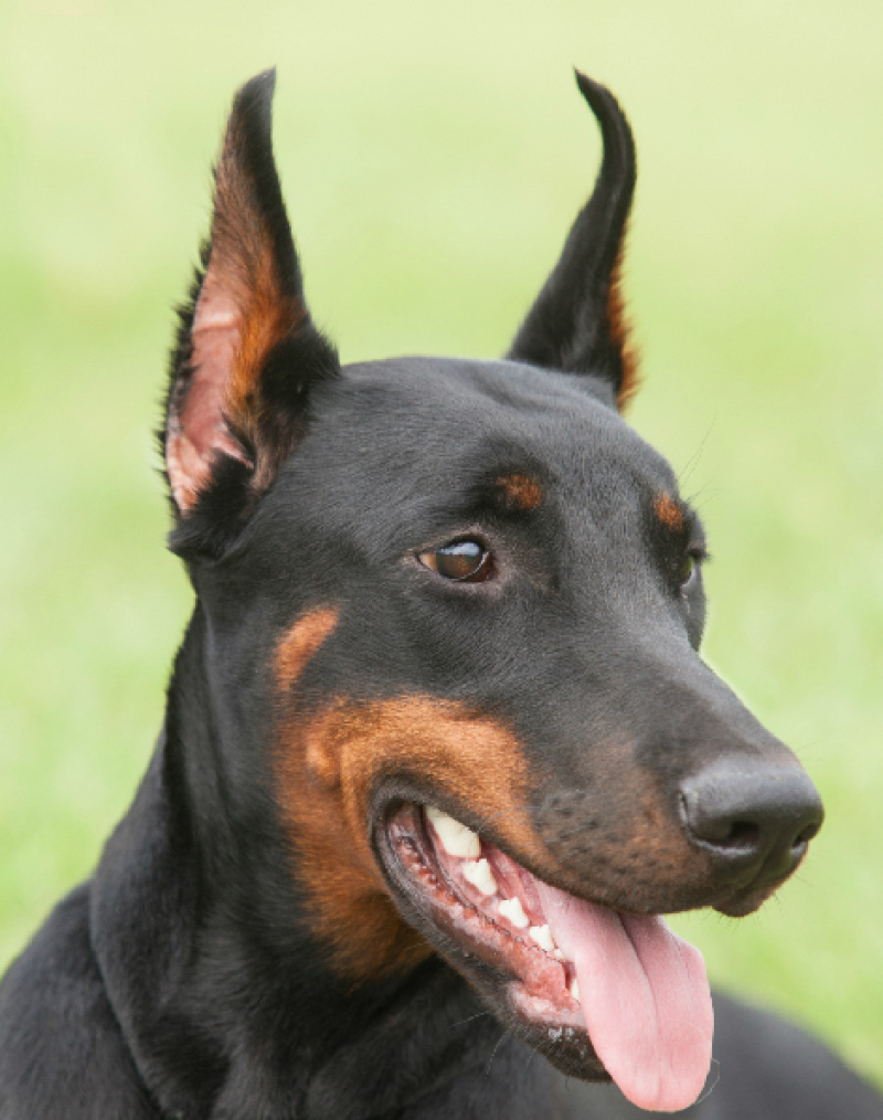 杜宾犬幼犬纯种德系美系大骨架杜宾犬活体宠物犬