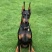 杜宾犬幼犬纯种德系美系大骨架杜宾犬活体宠物犬