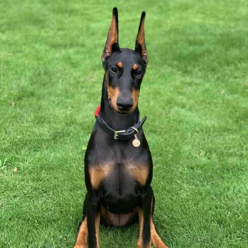 杜宾犬幼犬纯种德系美系大骨架杜宾犬活体宠物犬