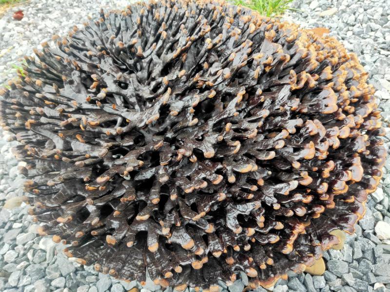 灵芝