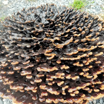 灵芝