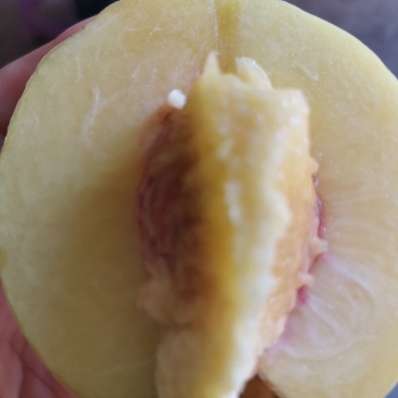 卖黄桃