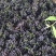 天津茶淀玫瑰香葡萄，专业代办，天津当地有实体店代办！