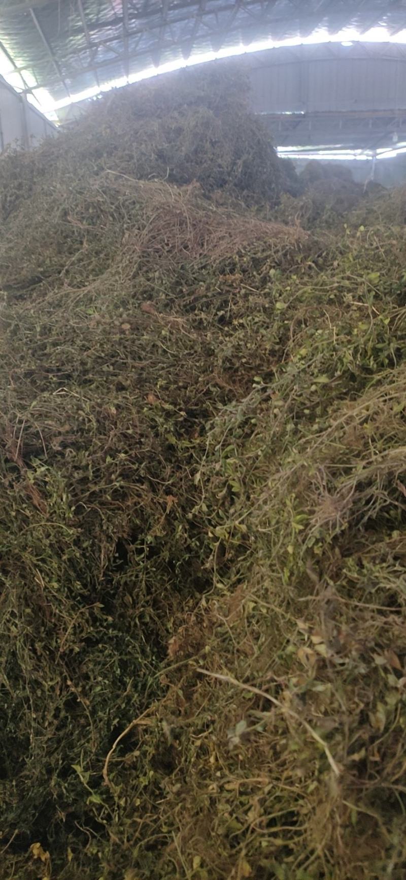 出售黄毛耳草，有大货，精品销售