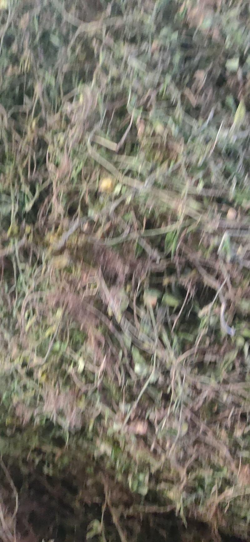 出售黄毛耳草，有大货，精品销售