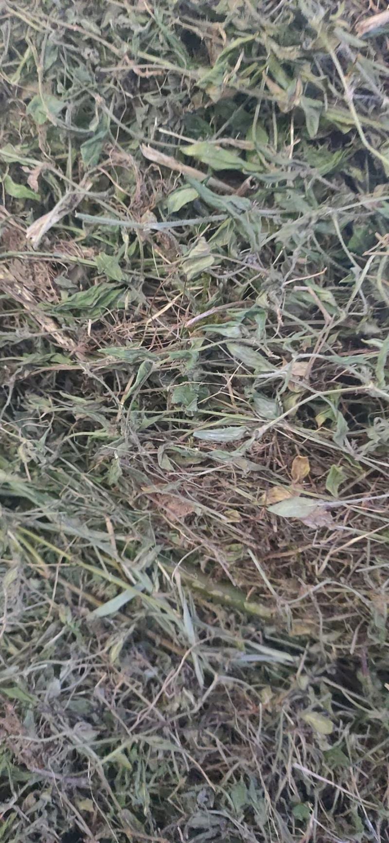 出售黄毛耳草，有大货，精品销售