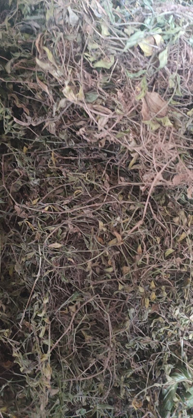 出售黄毛耳草，有大货，精品销售