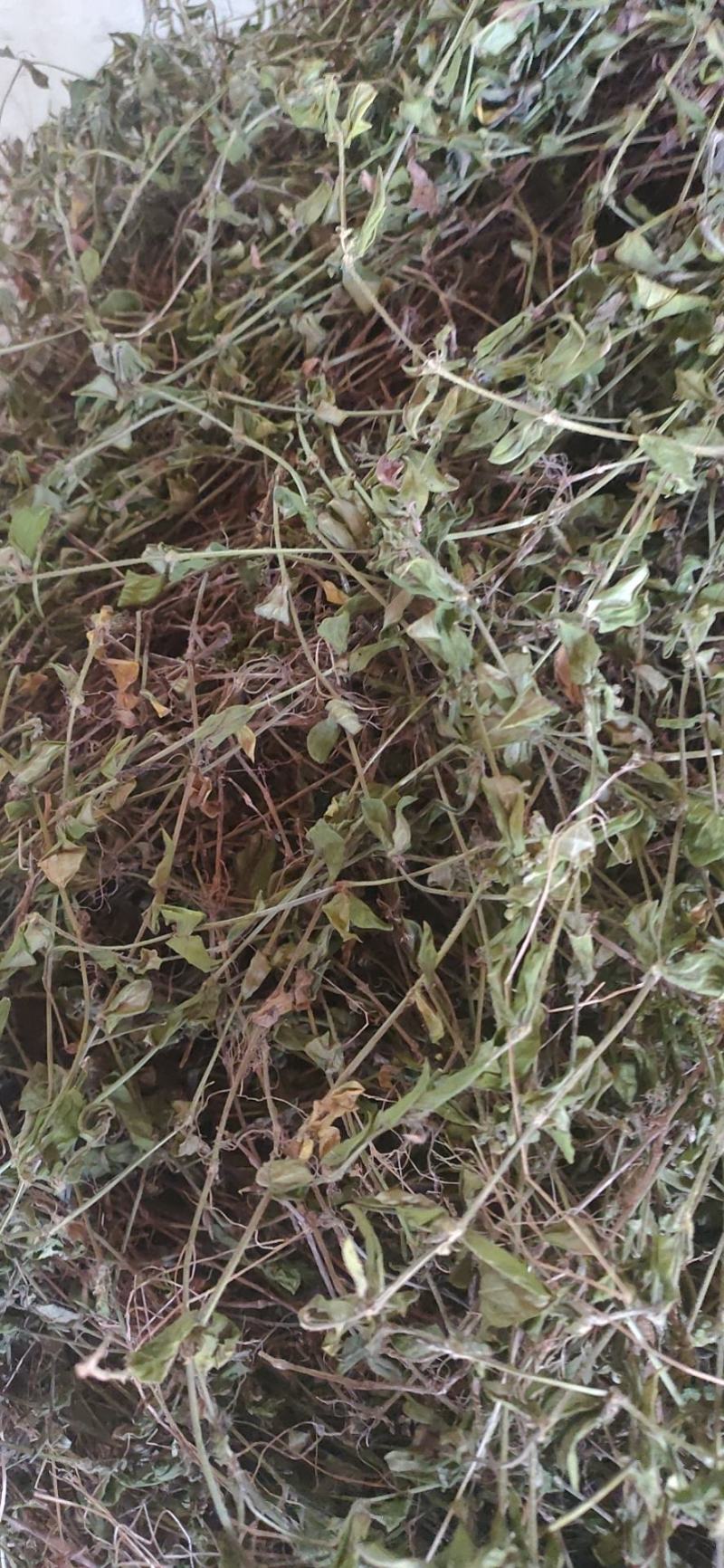 出售黄毛耳草，有大货，精品销售