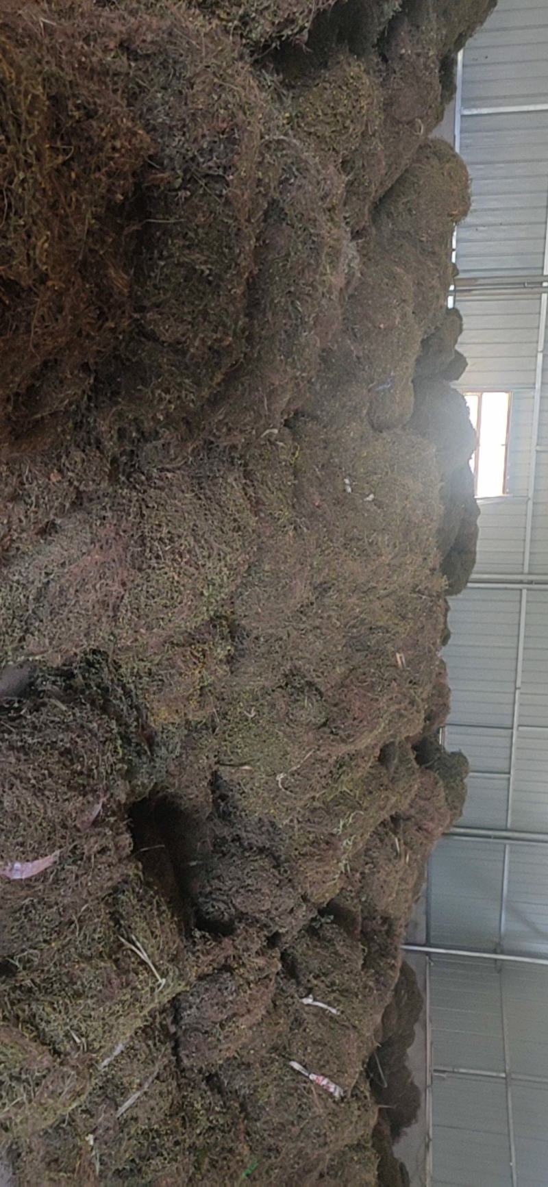 出售黄毛耳草，有大货，精品销售