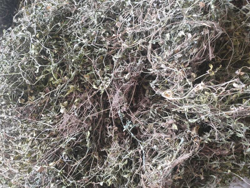 出售黄毛耳草，有大货，精品销售