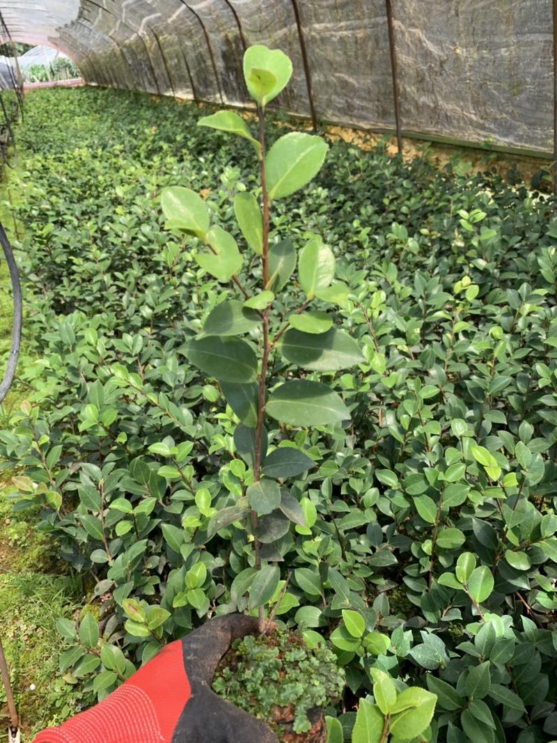 茶梅，茶梅花，云南昆明宜良育景苗圃基地直销