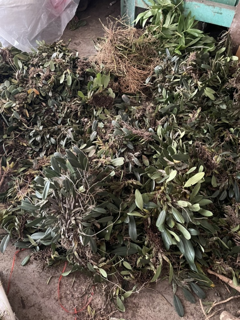龟背石斛聚石斛新鲜采摘发货上树虾金黄泽广西