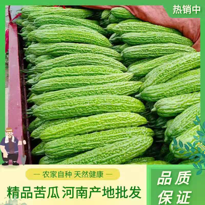 【实力商家】苦瓜绿苦瓜油绿苦瓜商超直供产地优选