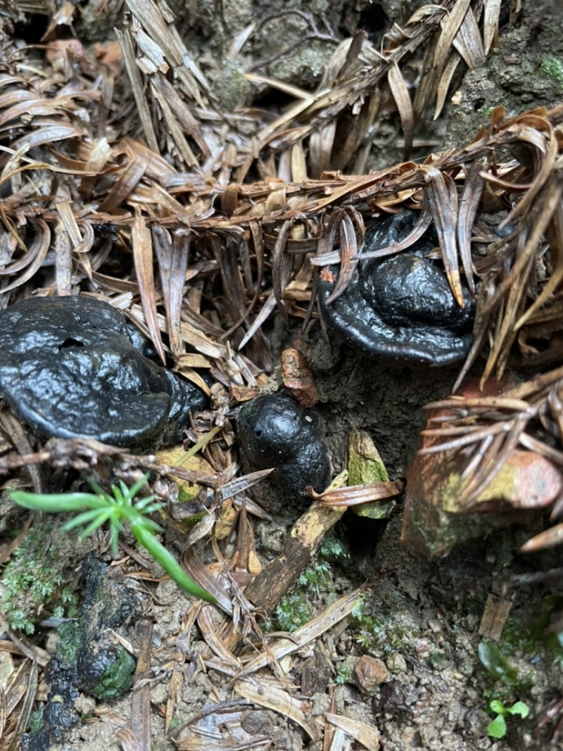 广西纯野生黑灵芝头，长于深山密林中，足干货