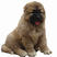高加索幼犬巨型俄罗斯超大熊版高加索犬大型护卫犬高加索
