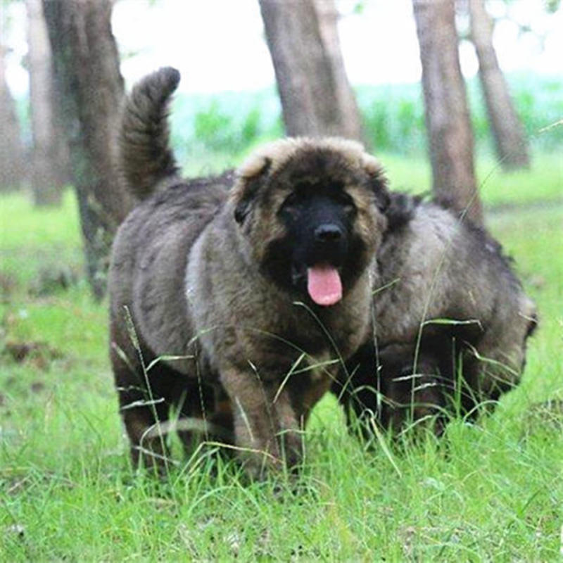 高加索幼犬巨型俄罗斯超大熊版高加索犬大型护卫犬高加索