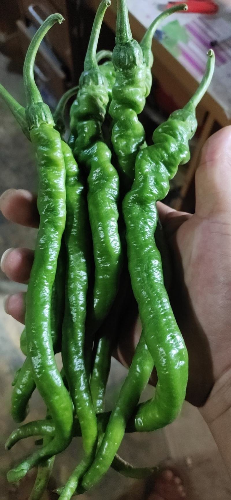 线椒15～20厘米青
