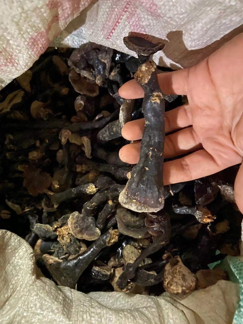 广西纯野生黑灵芝头，长于深山密林中，足干货