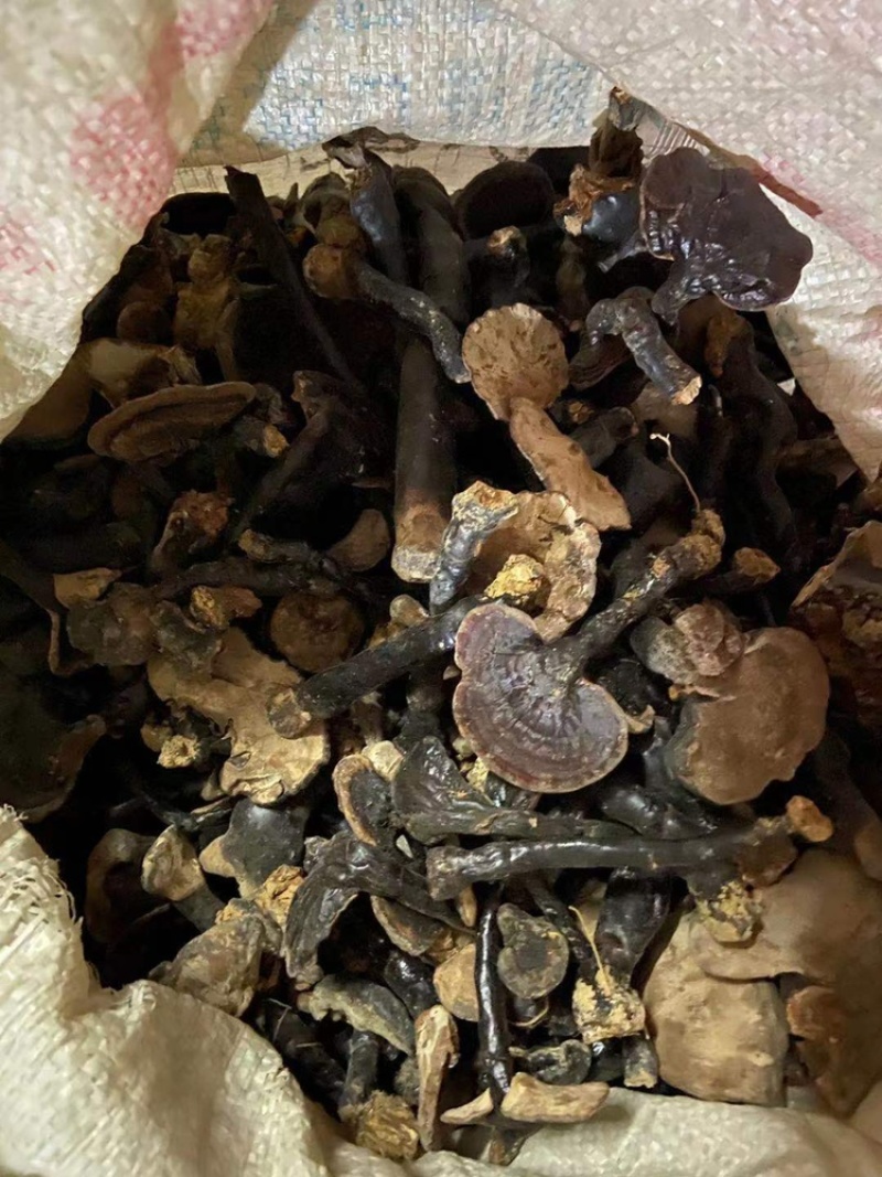 广西纯野生黑灵芝头，长于深山密林中，足干货