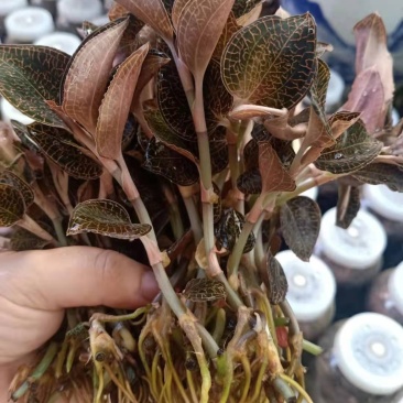福建金线莲鲜货(一盒250g)货源充足量大从优质量保证